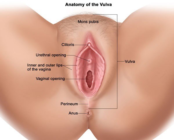 اجزای دستگاه تناسلی زنان به همراه عکس دقیق یک زن یک زن