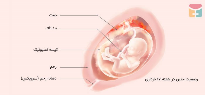 اطلاعات هفته هفدهم بارداری یک زن