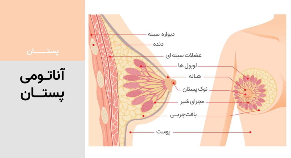آناتومی پستان