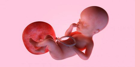 جفت جنین و عملکرد جفت در بارداری